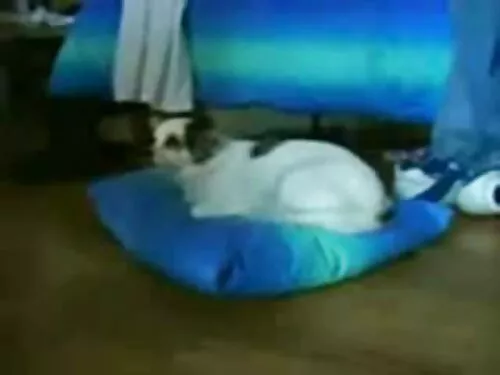 Abundență vedete dis ...